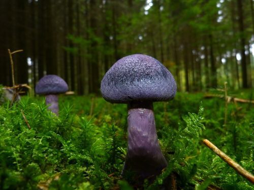 Kursfoto